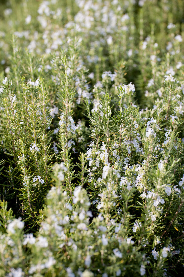 Rosemary plants