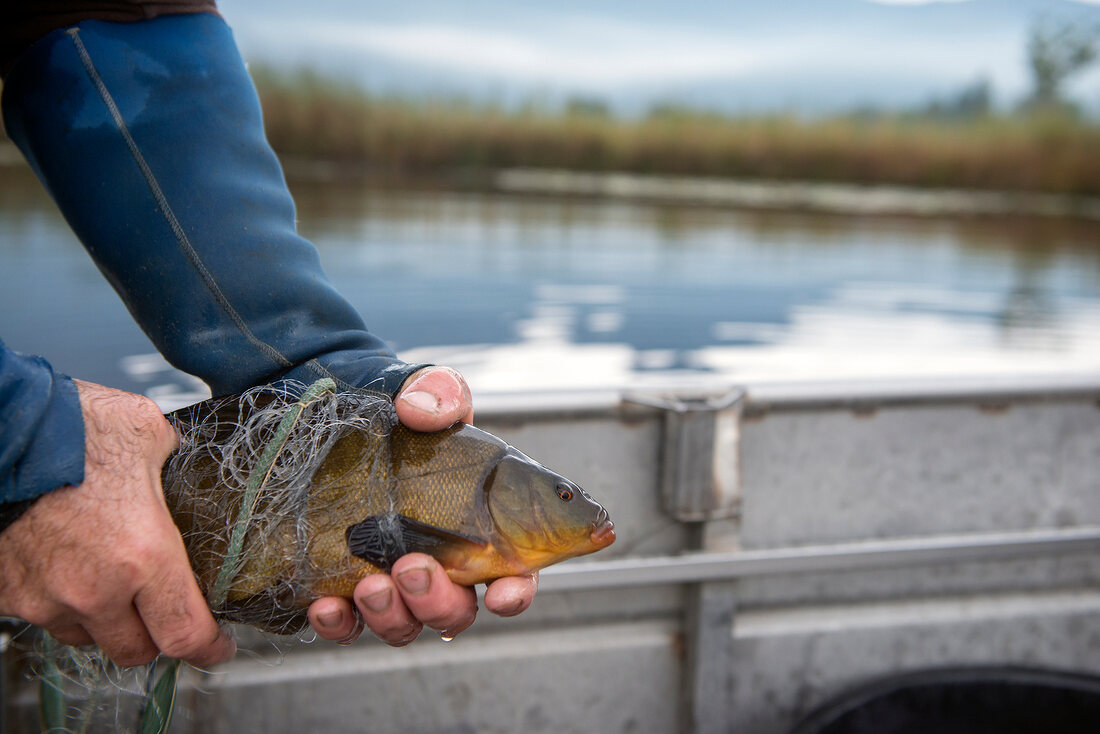 A man holding freshly caught carp (Lake Kochel, Germany)