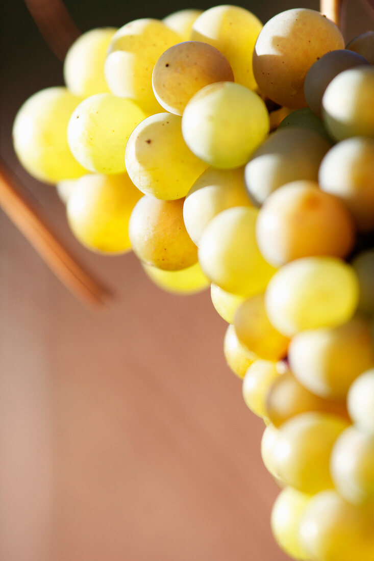 Riesling grapes (close-up)