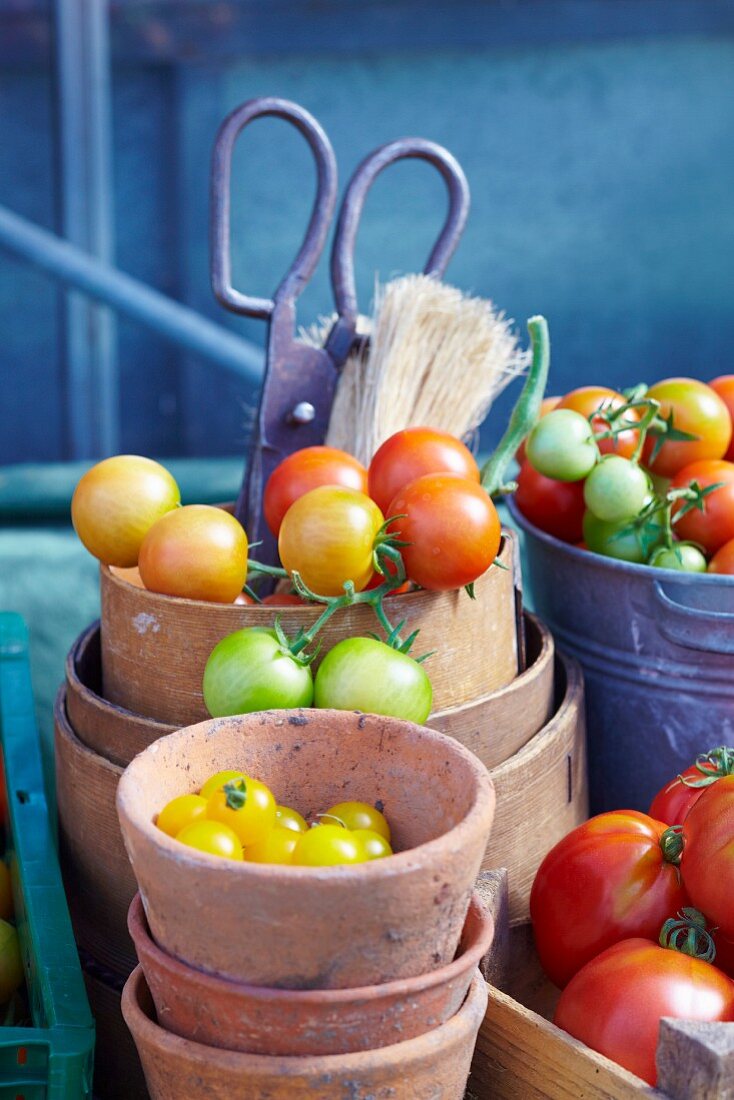 Various types of freshly picked tomatoes
