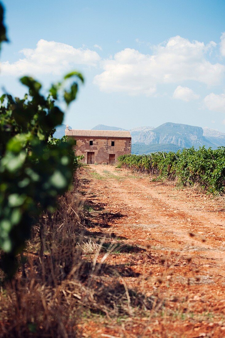 Das Weingut Binigrau auf Mallorca, Balearen