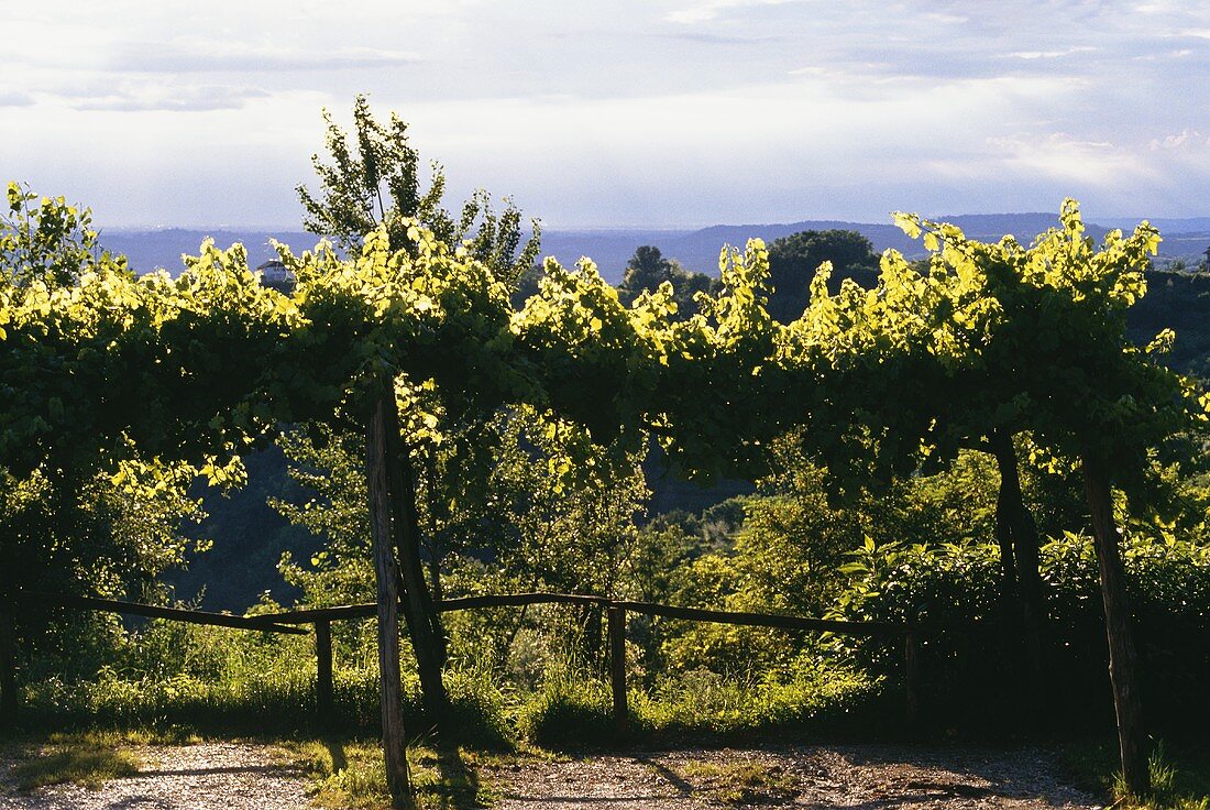 Vines in early autumn in the Collio wine growing region, Italy