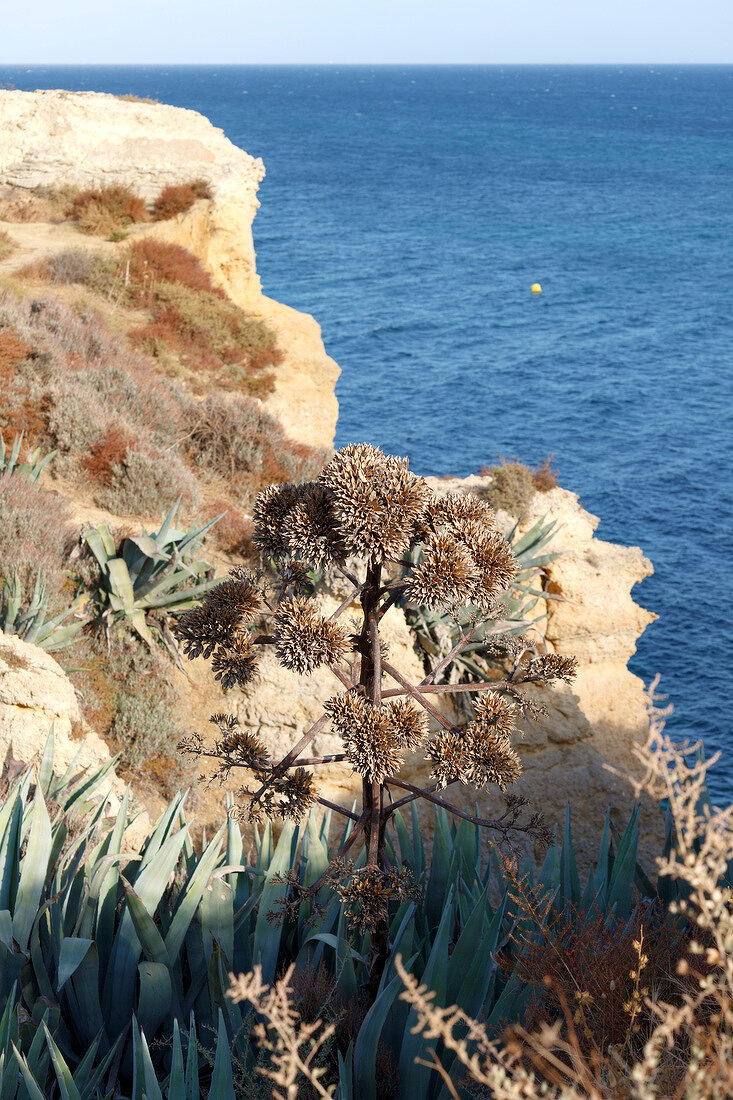 Portugal, Algarve, Albufeira