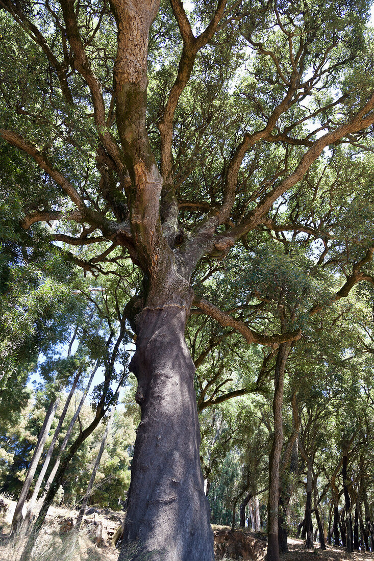 Portugal, Algarve, 200 Jahre alter Korkbaum am Caminho do Convento