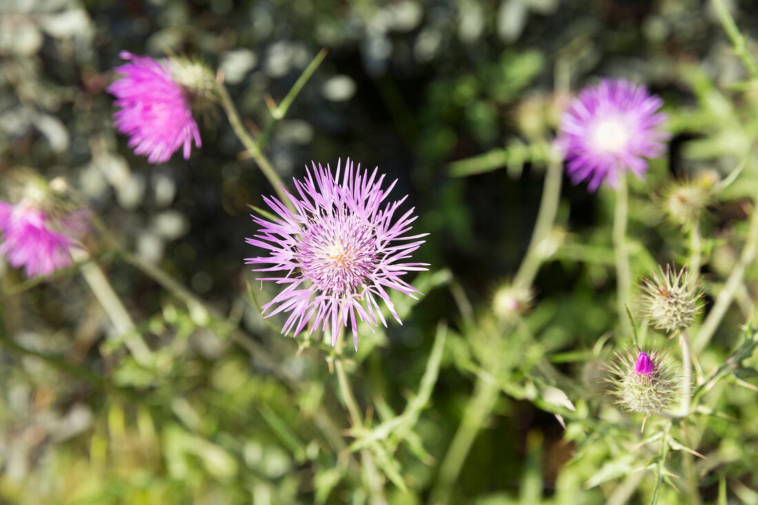 Portugal, Algarve, Blüte am Via Algarviana