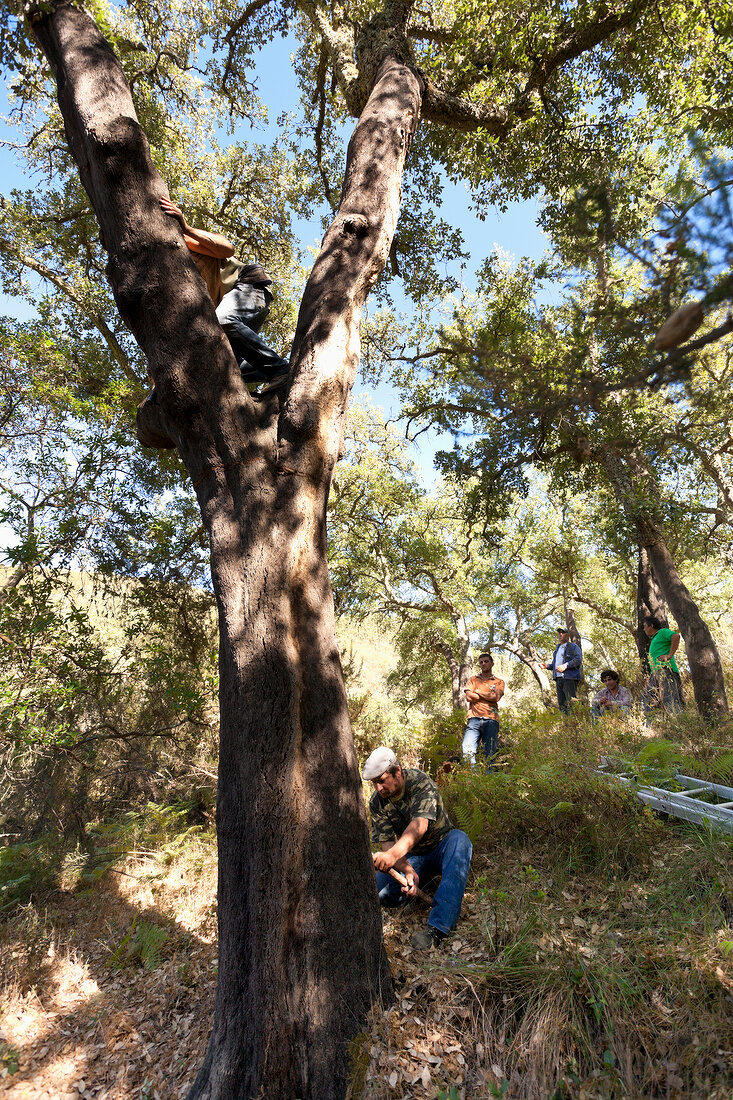 Portugal, Algarve, Korkernte bei Sao Marcos do Serra