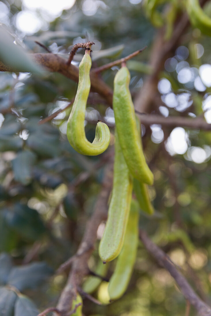 Portugal, Algarve, Johannisbrotbaum, Frucht