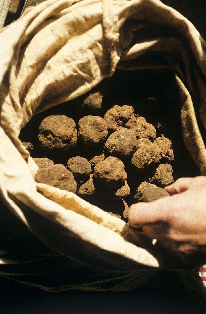 Hand greift in Sack mit Trüffeln