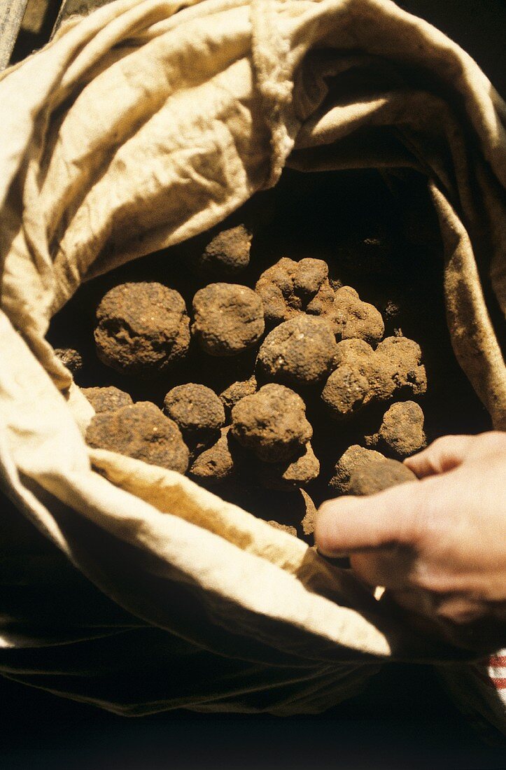Hand reaching into sack of truffles