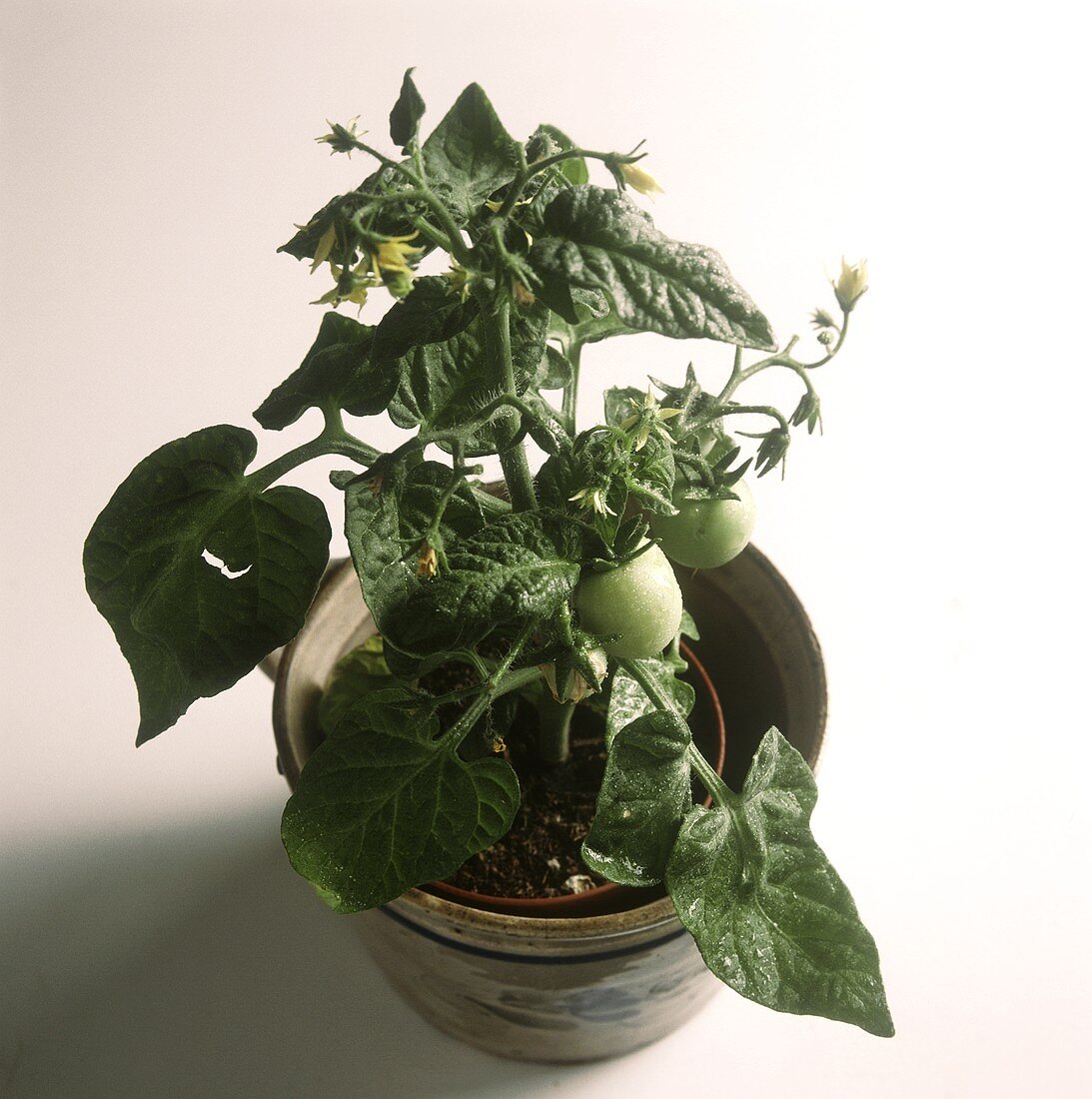 Tomato plants with flowers & green tomatoes in a pot
