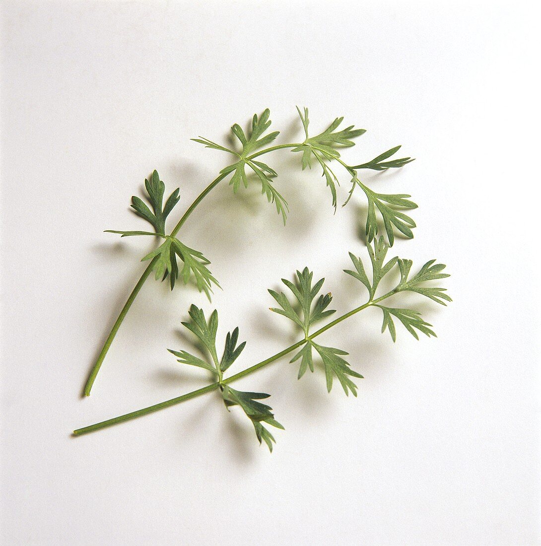Two sprigs of caraway