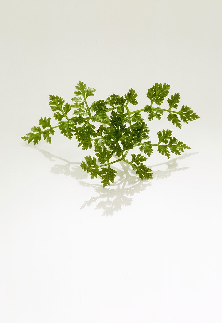 Chervil