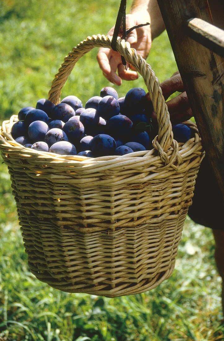 Harvesting Plums in an Orchard