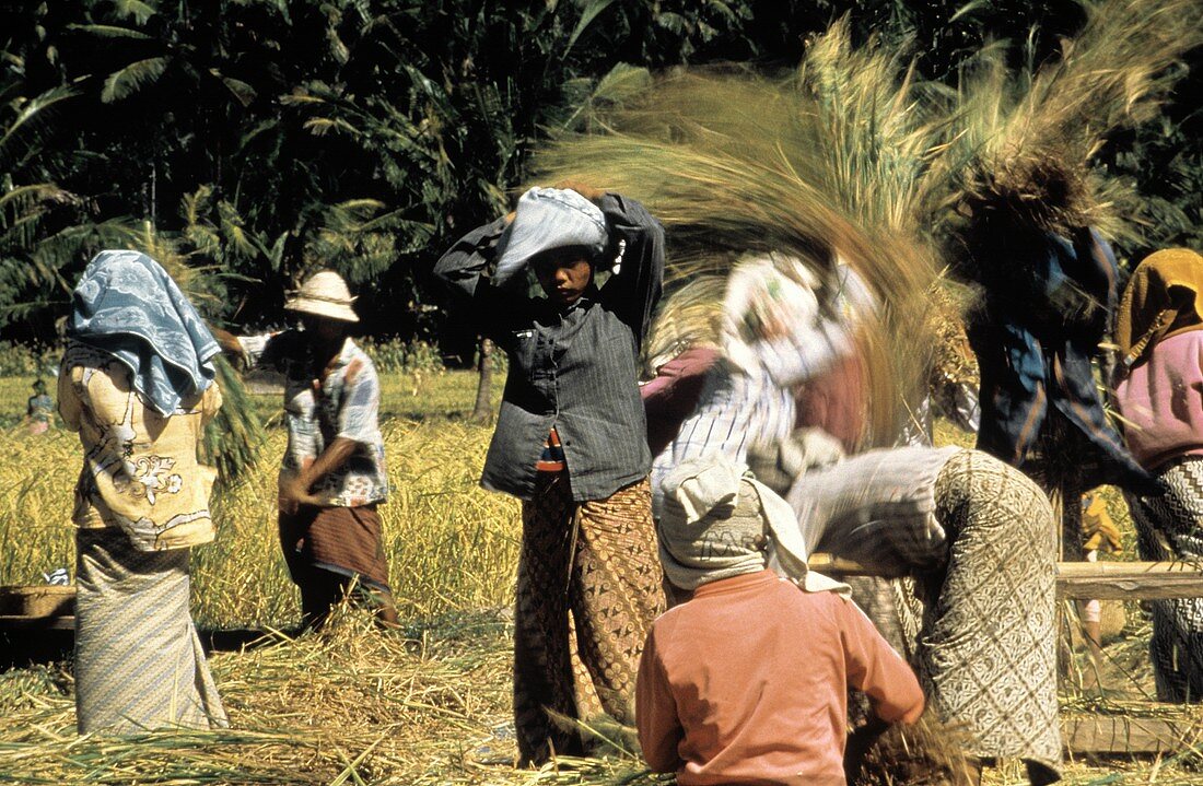 Feldarbeiter beim Reisdreschen