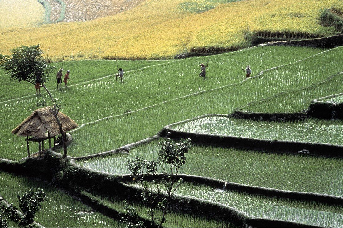 Feldarbeiter im Reisfeld