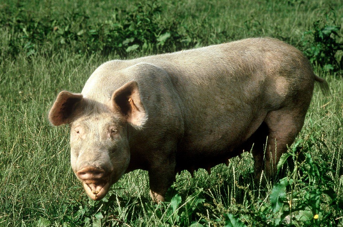 Domesticated pig in the pasture