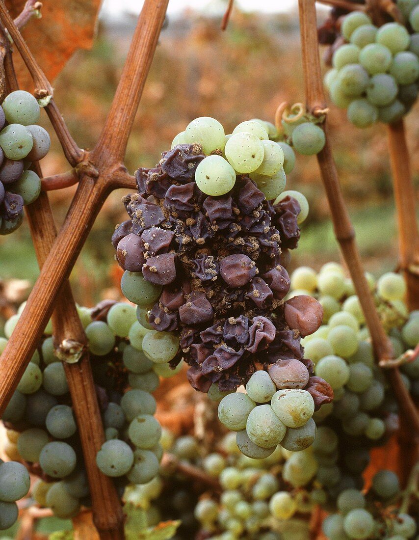 Edelfäule (Botrytis) befällt die Beeren einer Rieslingtraube