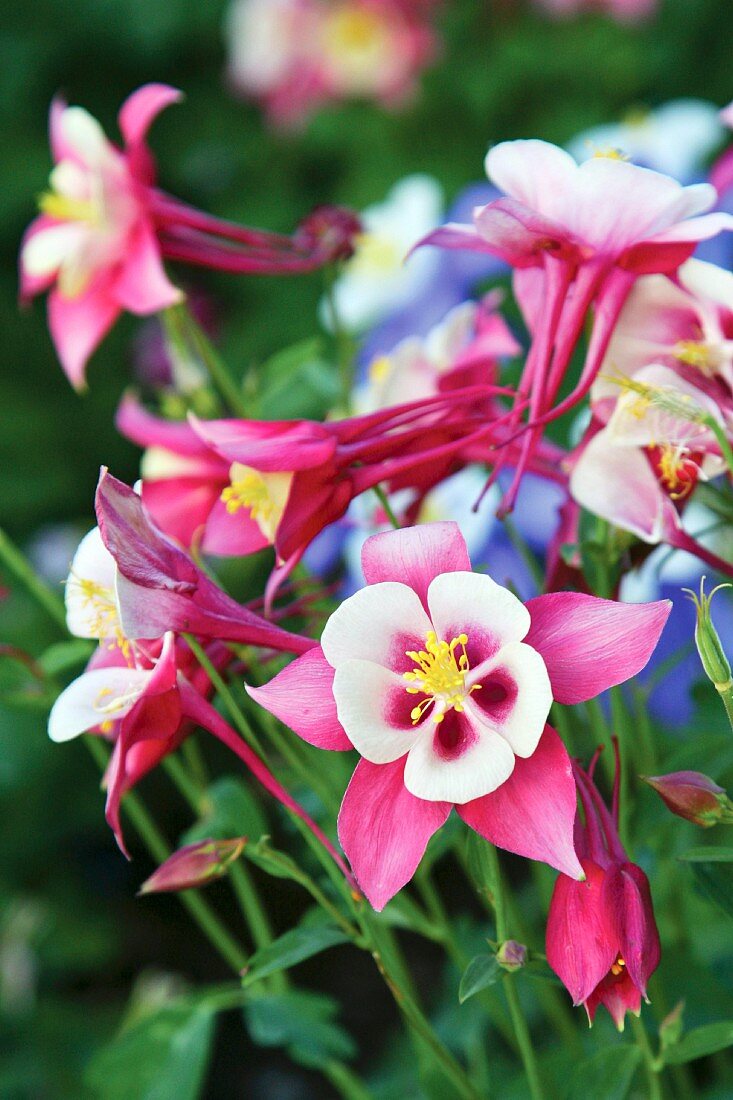 Rotblühende Akelei (Aquilegia)