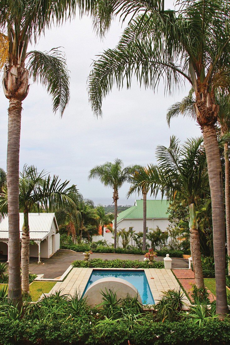 Large palm trees growing above a swimming pool