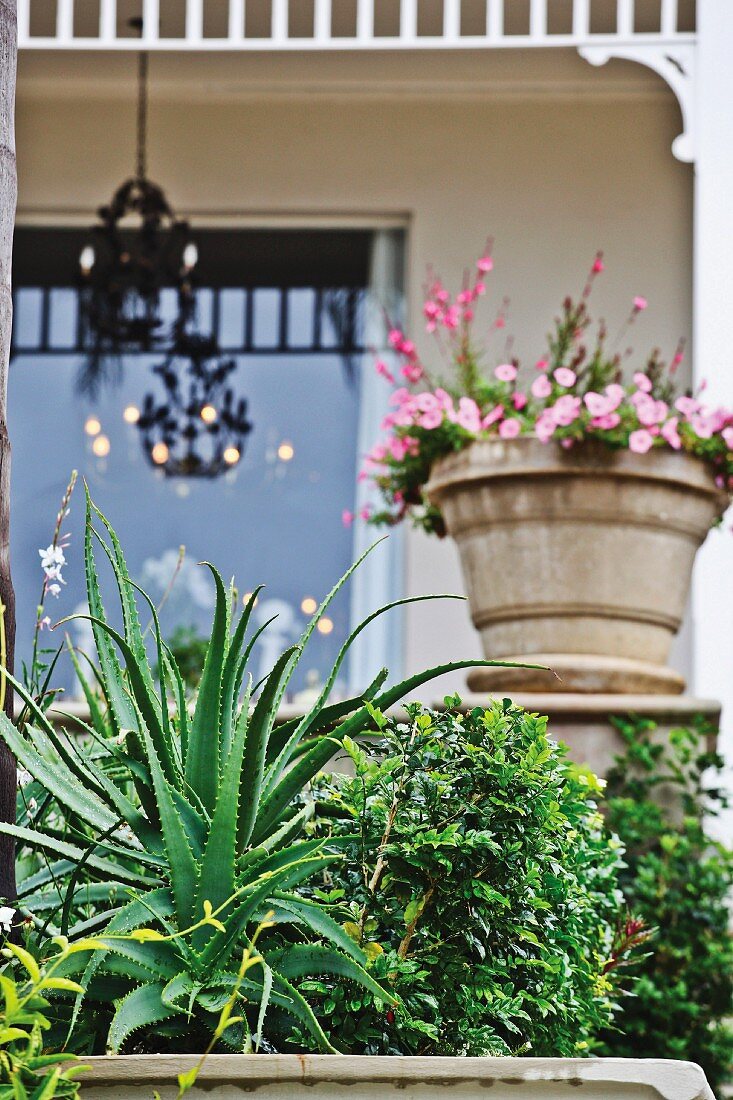 Aloe und Büsche auf Terrasse vor Blumentopf auf Brüstung am Wohnhaus