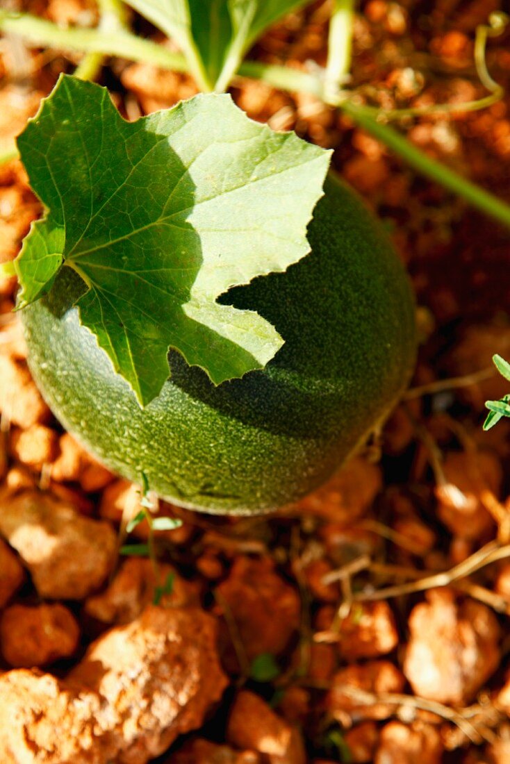 Unreife Melone an der Pflanze