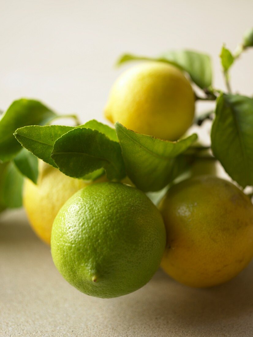 Zitronen mit Zweig und Blättern