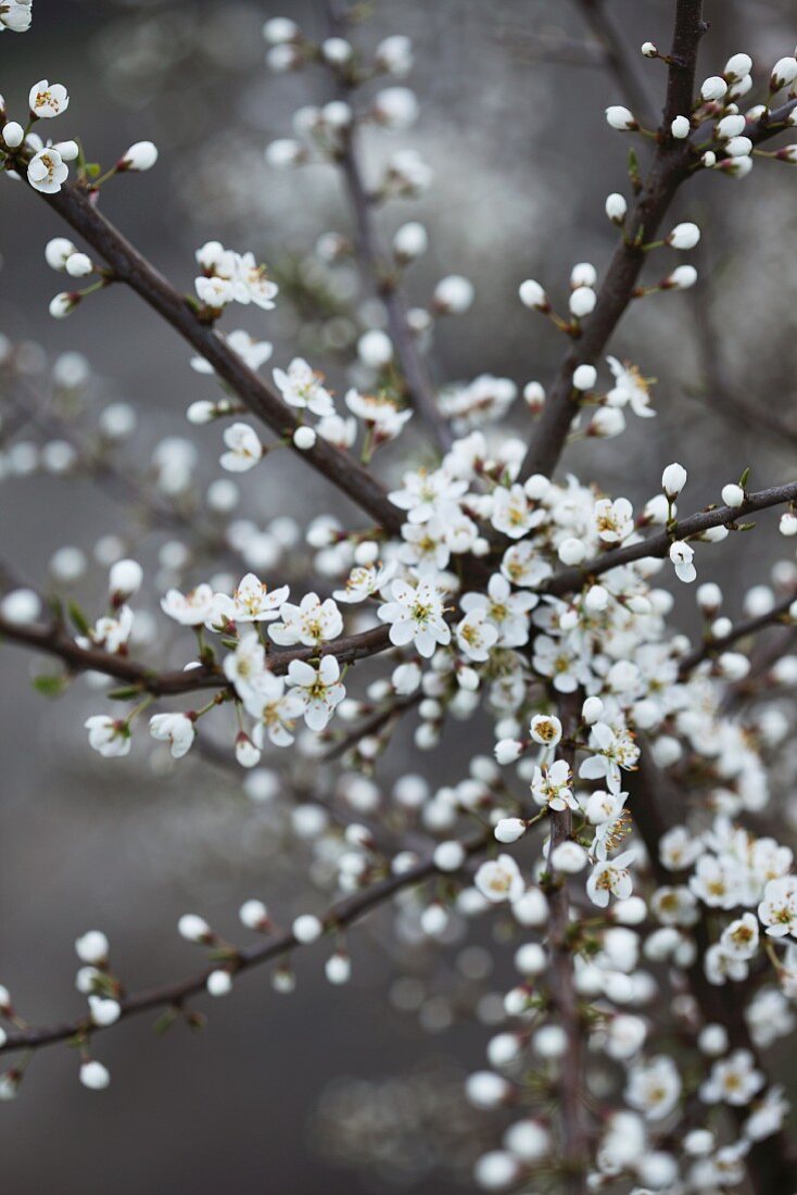 Blühender Schwarzdorn im Frühling