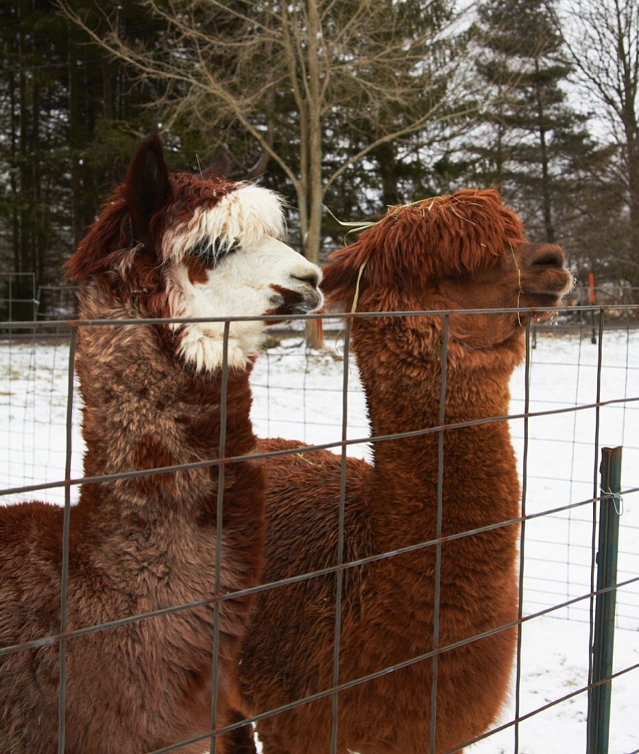 Alpacas at a Wire Fence