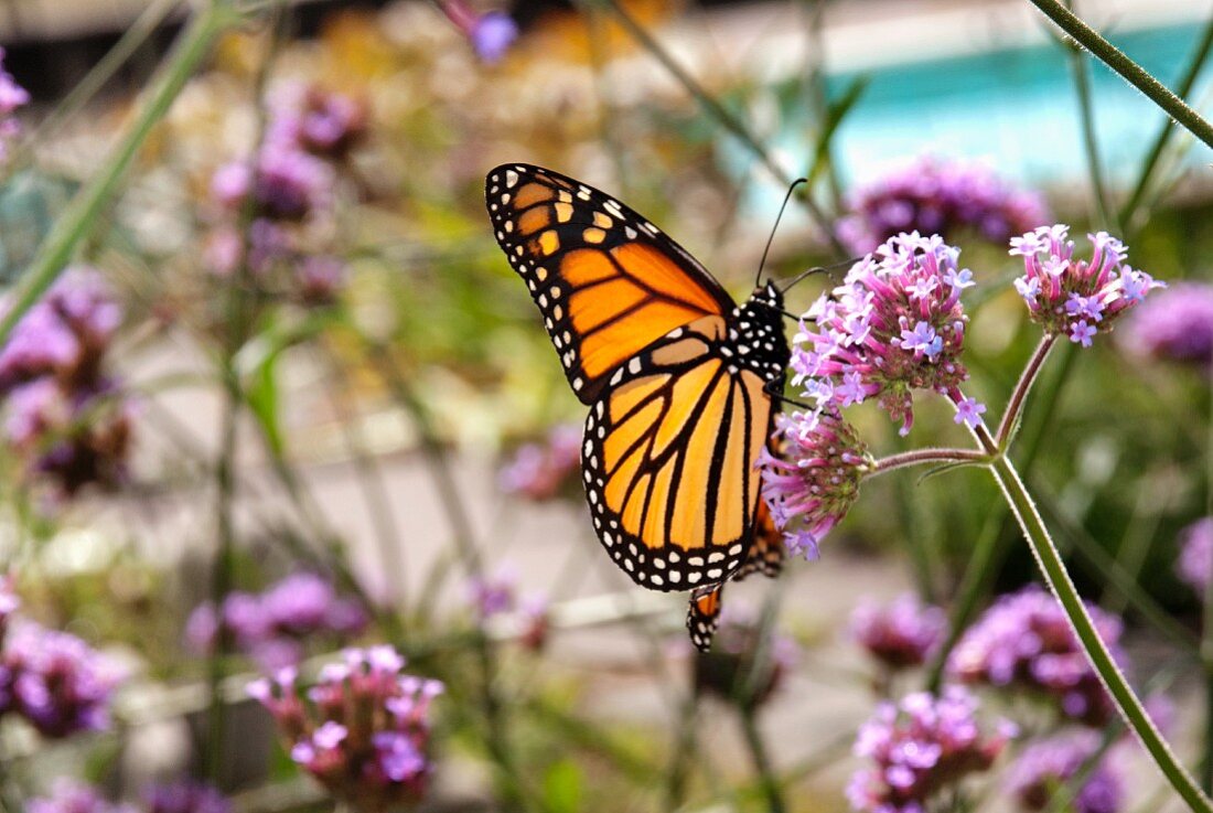 Monarch Butterfly on Verbena Flower