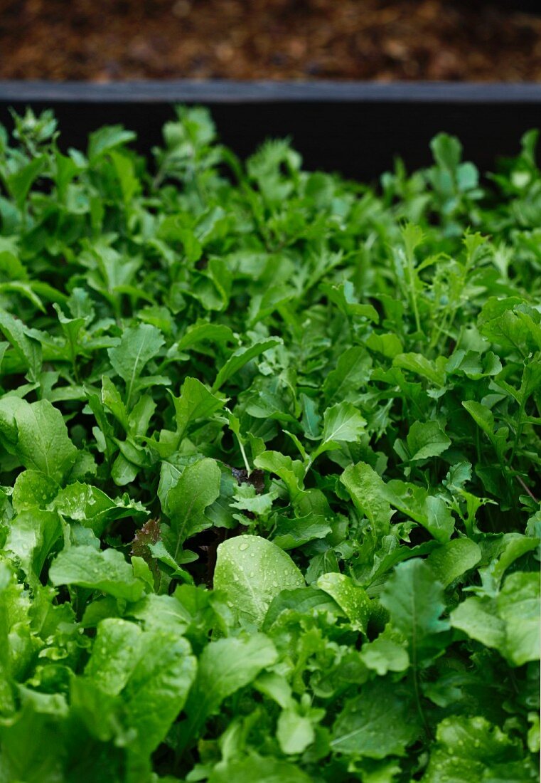 Organic Salad Greens Growing in a Garden