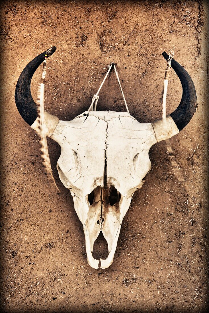 Cow Skull