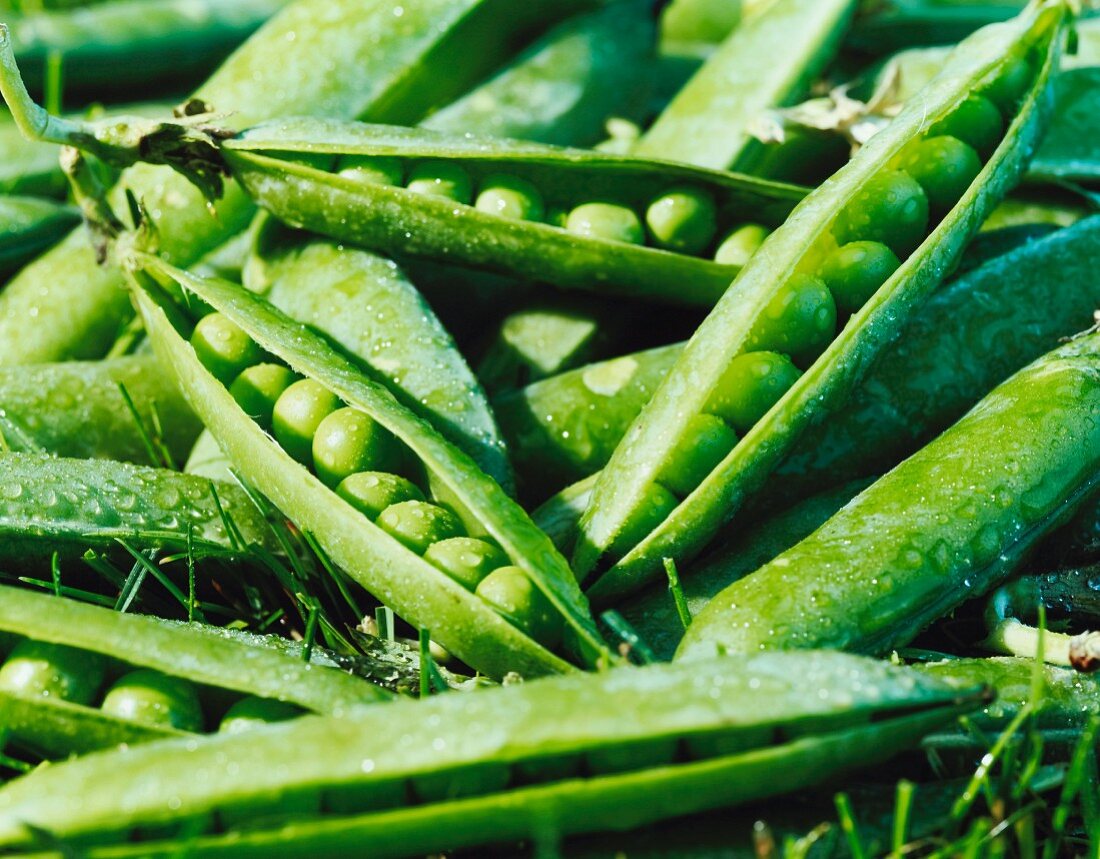 Many Picked Snap Peas