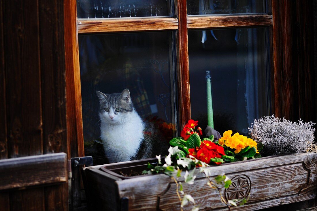 Katze schaut aus dem Fenster eines Holzhauses