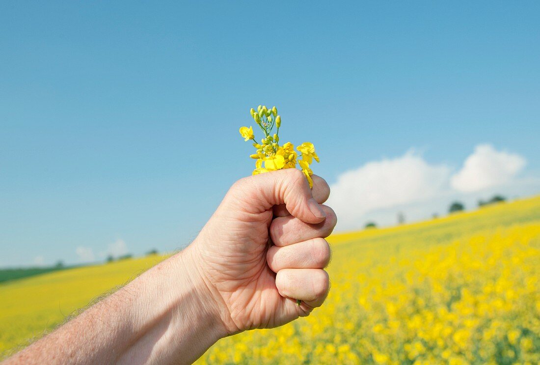 Close up of hand clutching flowers