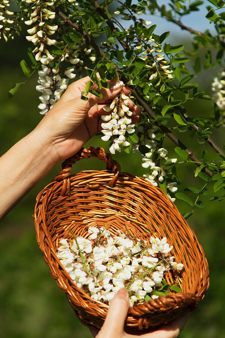 Hand pflückt Akazienblüten vom Baum