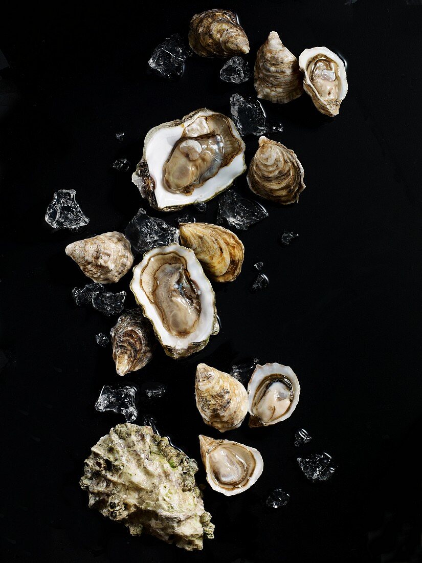 Raw oysters with ice cubes on a black surface