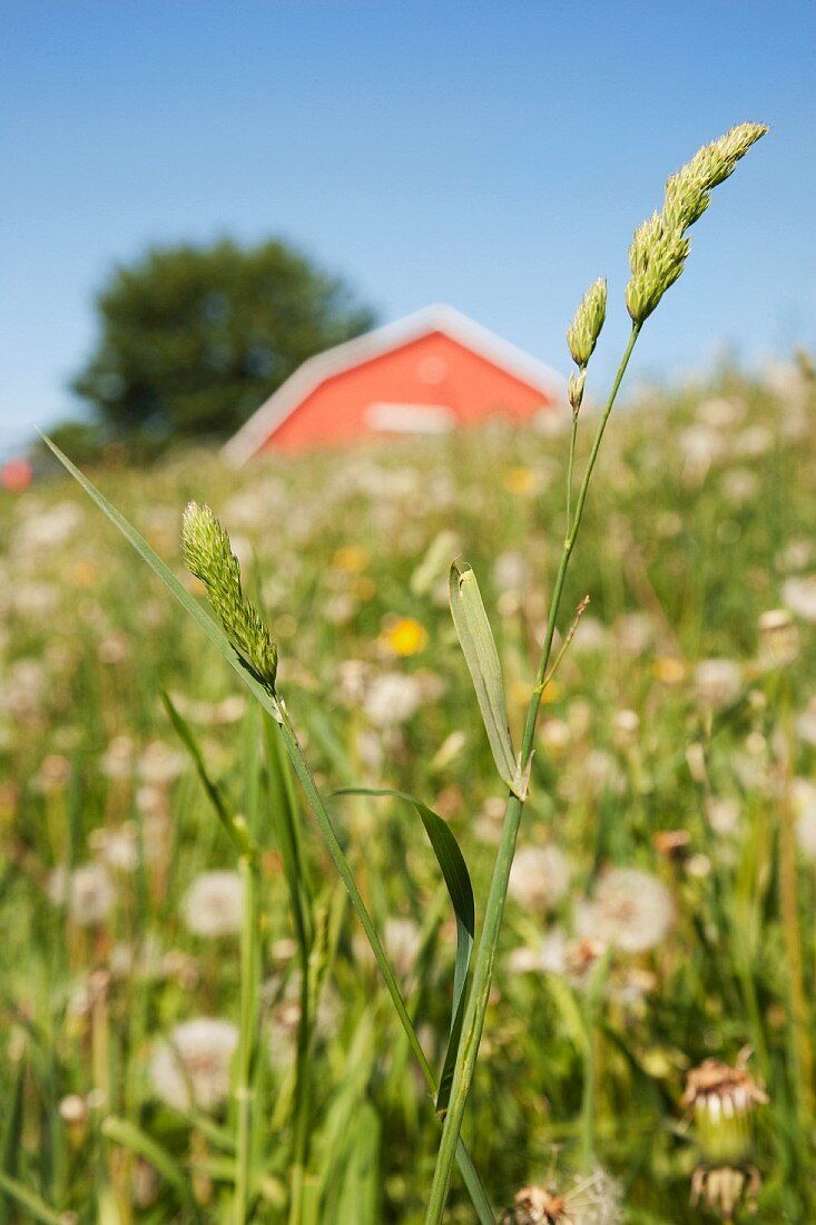 Barn On a Grass Slope