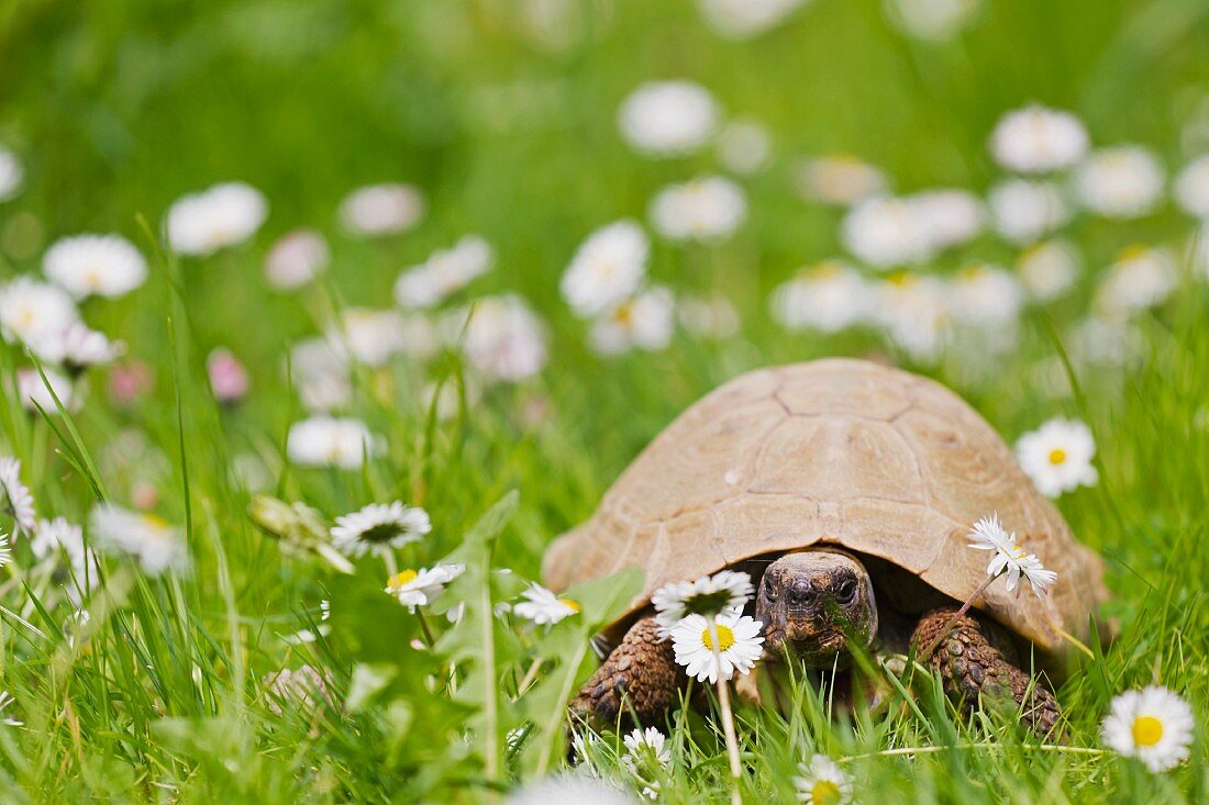 Eine Schildkröte auf einer Wiese mit Löwenzahn und Gänseblümchen