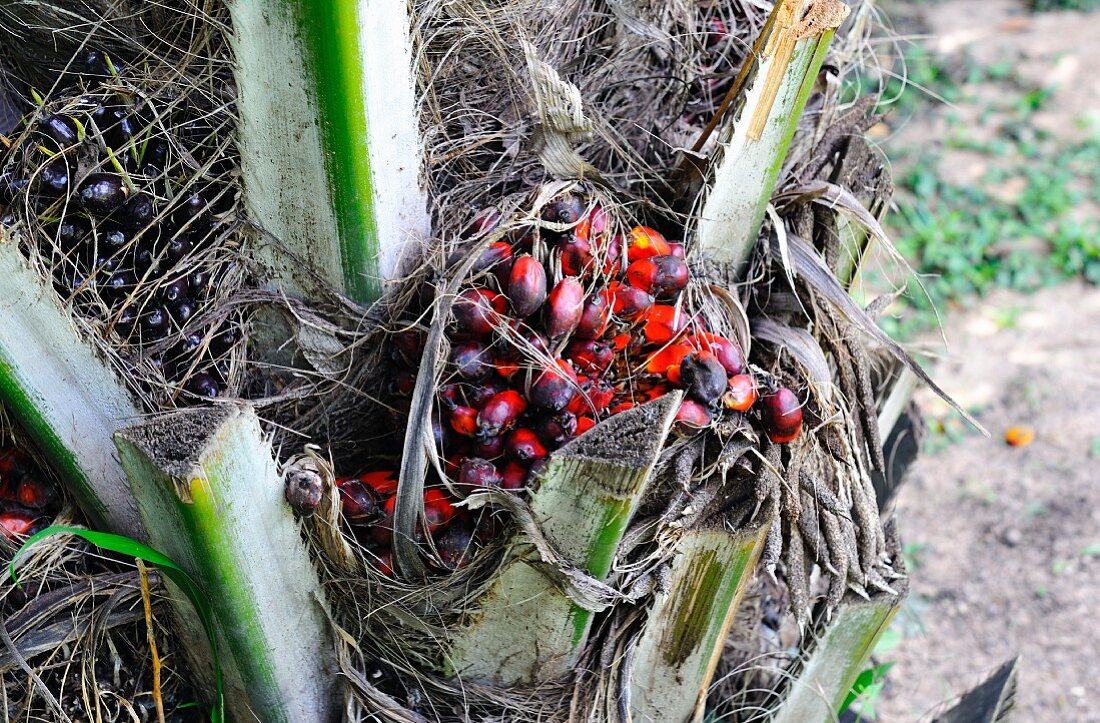 Ripe oil palm fruits