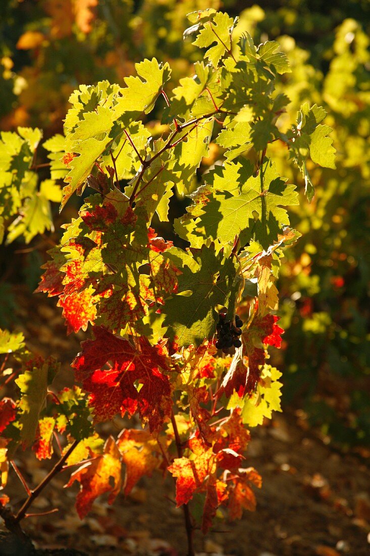 Herbstlicher Weinstock im Sonnenlicht