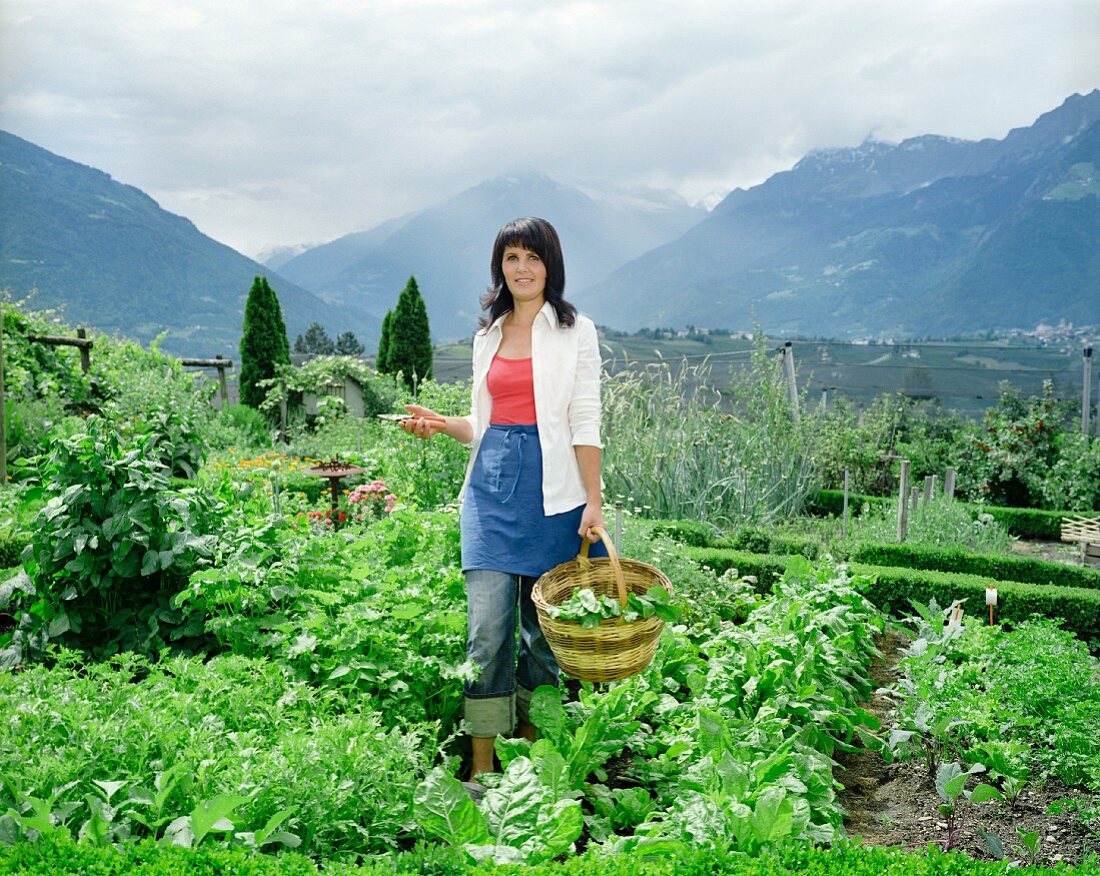 Frau mit Erntekorb im Gemüsegarten (Südtirol)