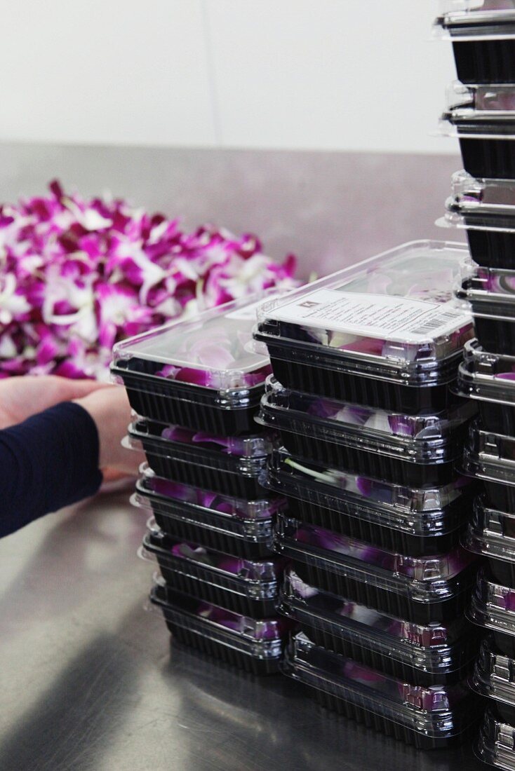 Chicory flowers being packaged