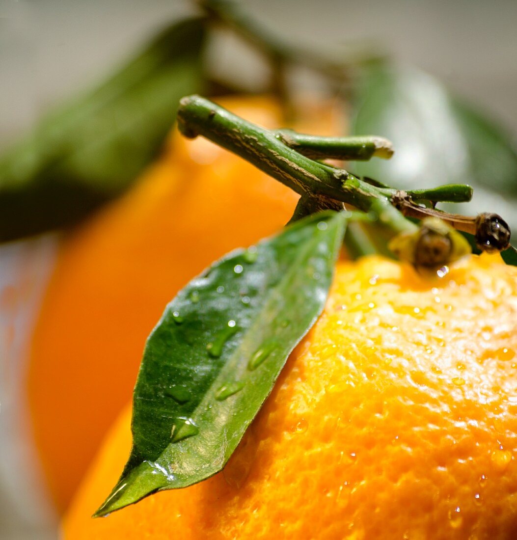 Orangen mit Stiel und Blättern (Nahaufnahme)