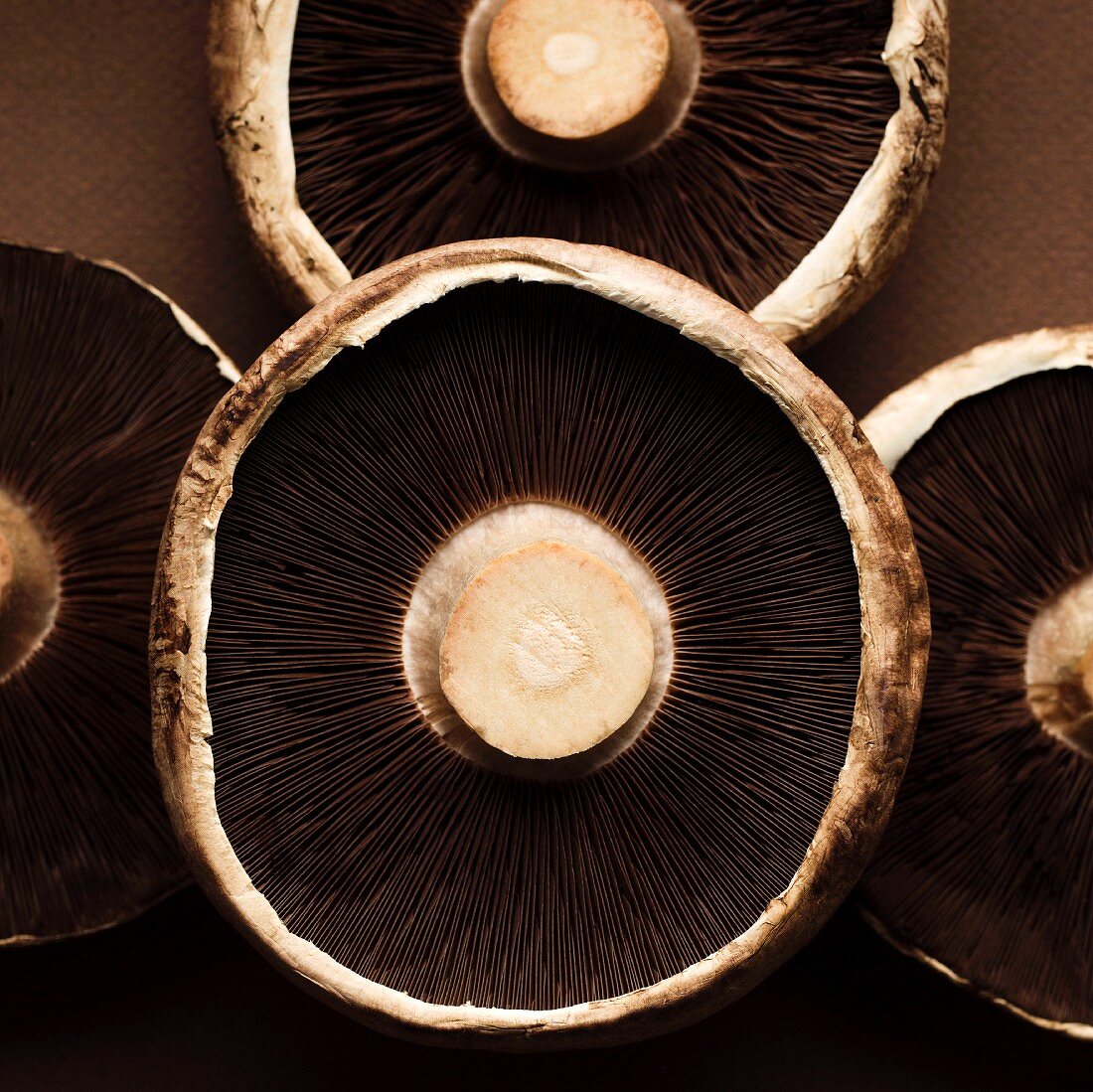 The undersides of portobello mushrooms (close-up)