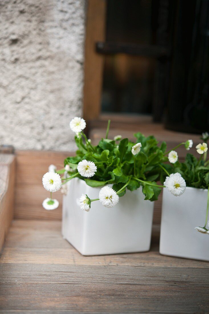 Potted daisies on window sill