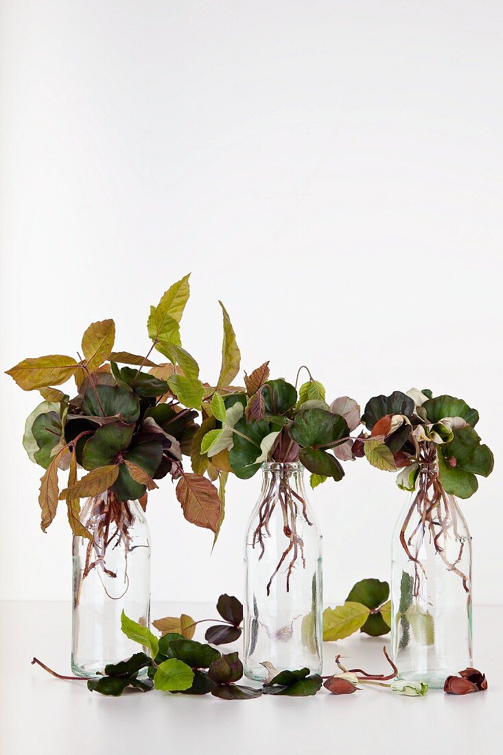 Young copper beech shoots in small glass bottles