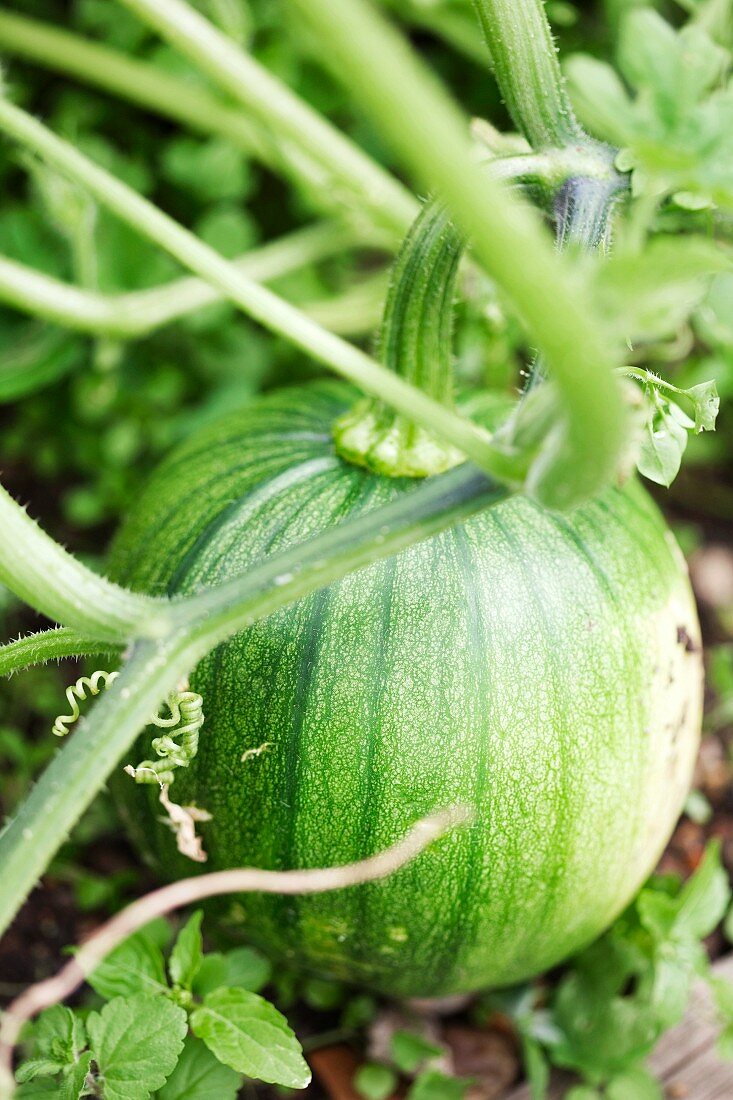 Close up of pumpkin growing on vine