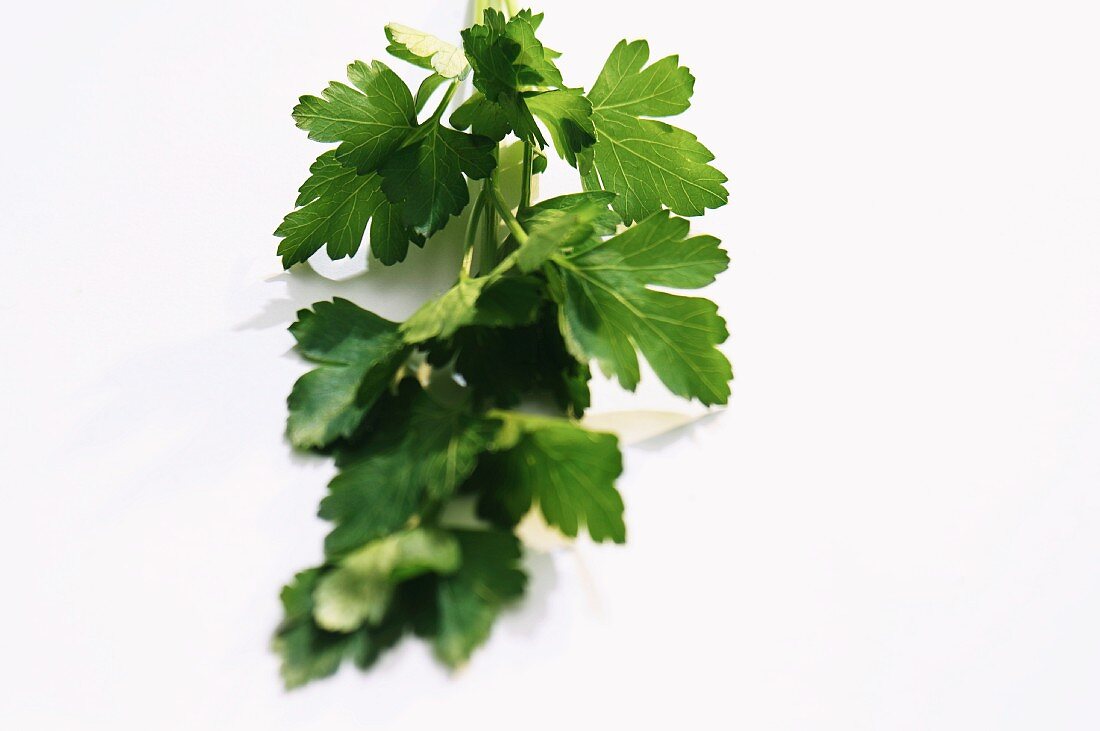 A sprig of flat-leaf parsley