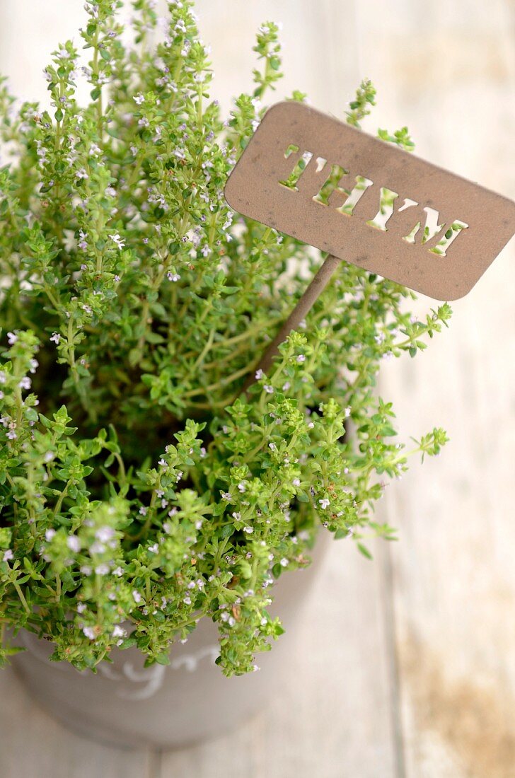 Flowering thyme in a pot