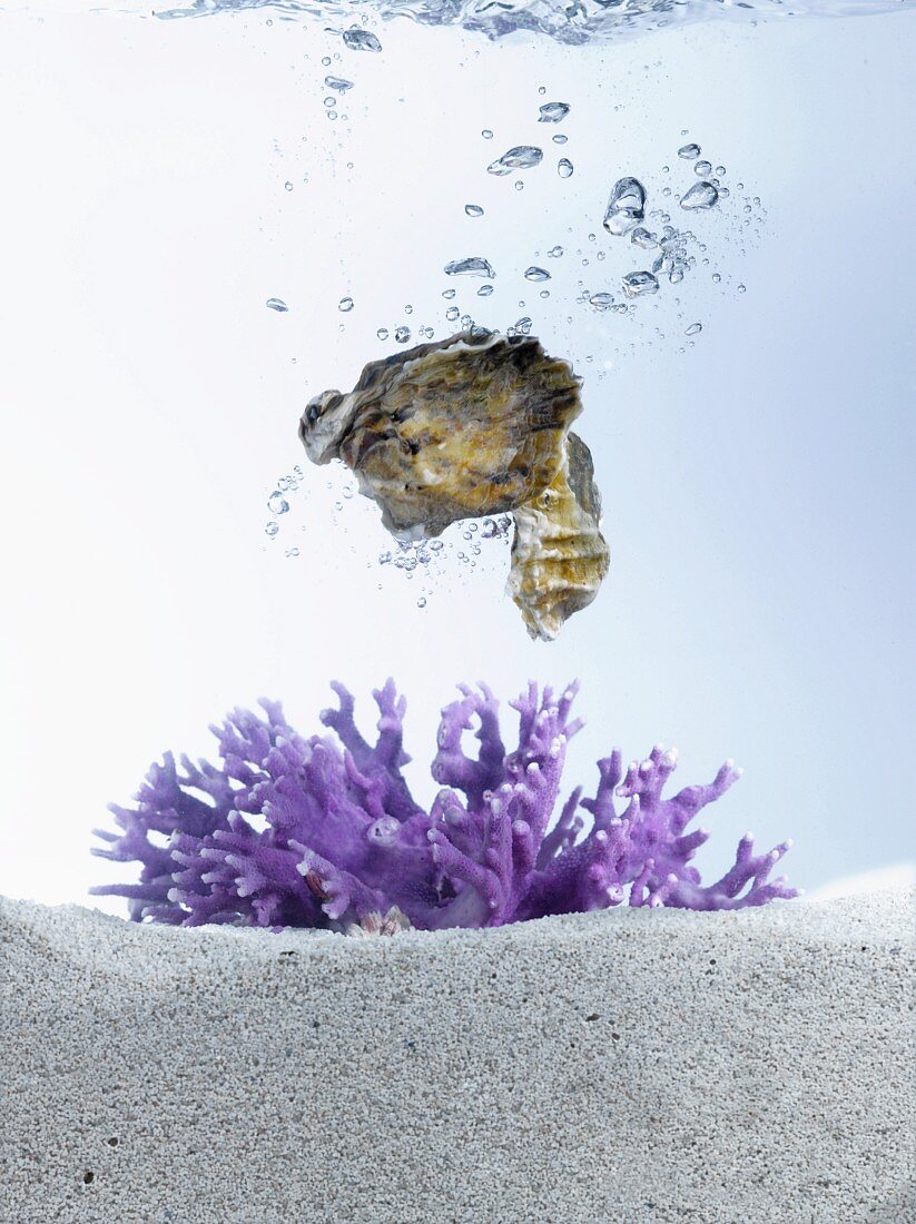 Oysters Falling into Water; Coral on the Bottom in Sand